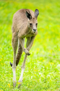 Eastern grey kangaroo (Macropus giganteus) on a meadow, Bavaria, Germany