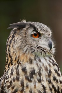 Eurasian eagle-owl (Bubo bubo), portrait, captive, North Rhine-Westphalia, Germany