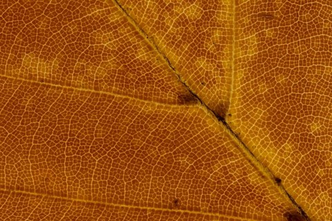 Common beech tree (Fagus sylvatica) close up of a single autumn colour leaf, England, United