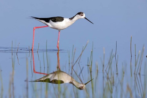 Stilt, Himantopus himantopus, Lesvos, Greece