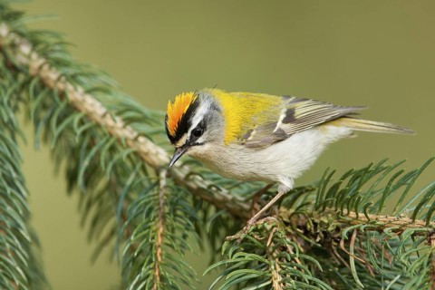 Common Firecrest (Regulus ignicapilla), Baden-Wuerttemberg, Germany