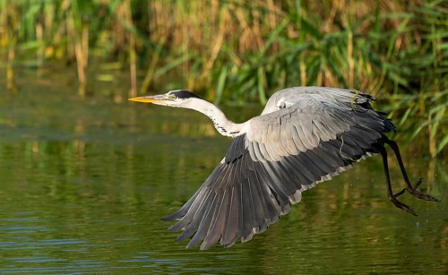 Grey heron (Ardea cinerea) flying over a lake, Lower Saxony, Germany