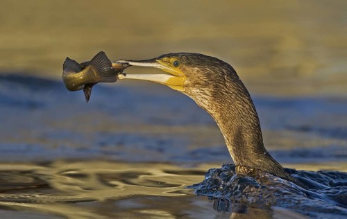 Great Cormorant (Phalacrocorax carbo) with Black bullhead (Ameiurus melas) prey in beak, Piedmont,