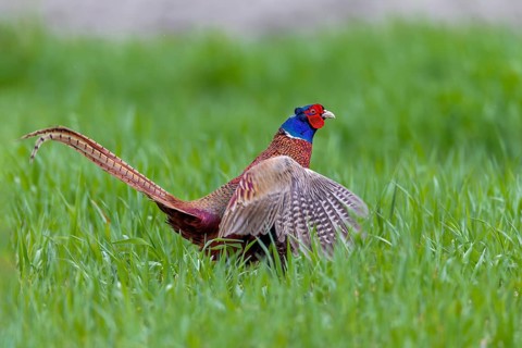 During the mating ritual, the colourful plumage of the pheasant cock (Phasianus colchicus) comes