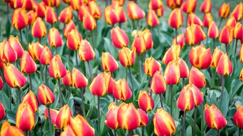 A striking display of red and yellow tulip flowers, showcasing their bright colors and elegant
