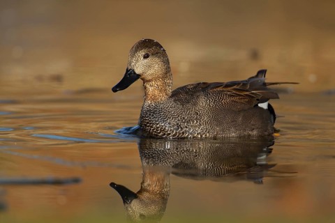 Gadwall duck (Anas strepera) adult male duck on a lake, England, United Kingdom