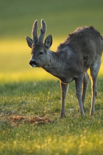 European roe deer (Capreolus capreolus) buck with velvet horns and winter coat in the morning