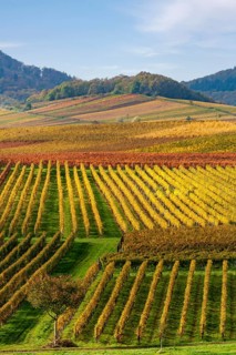 View over colourful vineyards in autumn, Southern Palatinate, Palatinate, Rhineland-Palatinate,