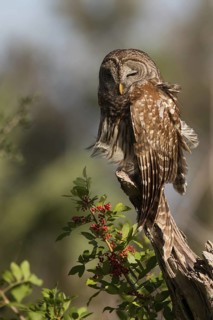 Barred Owl (Strix varia), Florida, USA