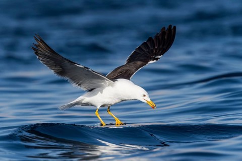 Lesser Black-backed Gull (Larus fuscus) flying, Eilat, Israel