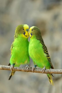Budgerigar (Melopsittacus undulatus), adult, natural colours, pair on a branch, social behaviour,