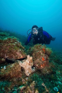 A diver wearing a wetsuit and breathing apparatus observes a Common Octopus (Octopus vulgaris)