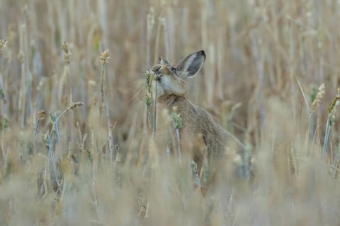 European brown hare (Lepus europaeus) adult animal eating a wheat plant seedhead in a farmland
