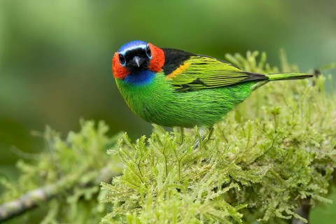 Red-necked Tanager (Tangara cyanocephala) perched on a branch in the Atlantic Rainforest of Brazil
