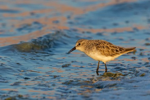 Little sandpiper, (Calidris minuta), biotope, habitat, foraging, beach, water, Israel