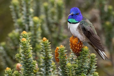 Chimborazo Hillstar (Oreotrochilus chimborazo) perched on a branch in the Andes Mountains in