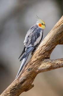 Cockatiel (Nymphicus hollandicus) sitting on a branch, Bavaria, Germany