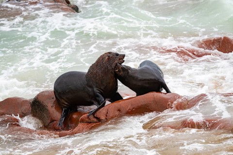 Male fur seals fighting for territory, Cape fur seal (Arctocephalus pusillus), Cape Cross, Atlantic