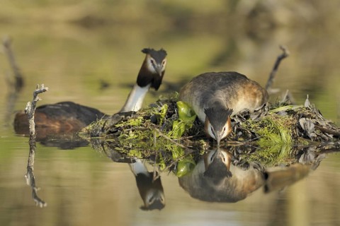 Great Crested Grebe (Podiceps cristatus) nest, North Rhine-Westphalia, Germany