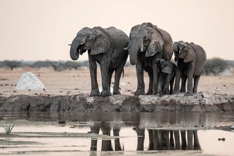 Animal family with baby elephant, African elephants (Loxodonta africana), drinking at the