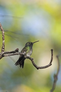Mangrove Hummingbird (Amazilia boucardi), Costa Rica