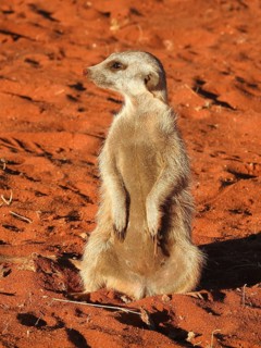 Meerkat sitting on sandy ground in a sunny desert landscape, Meerkat (Suricata suricatta),