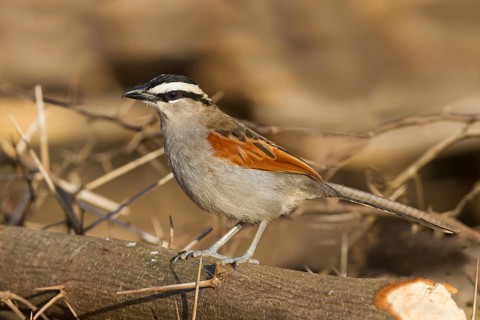 Black-crowned Tchagra - Senegaltschagra - Tchagra senegalus ssp. cucullatus, Morocco