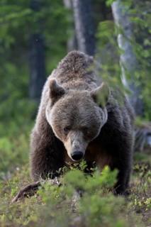 European brown bear, Karelia, Finland