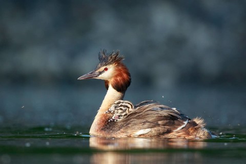 Great Crested Grebe (Podiceps cristatus) with chicks, North Rhine-Westphalia, Germany