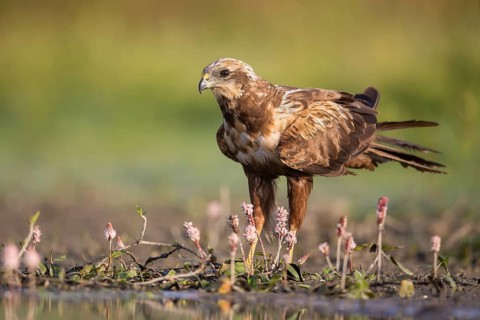 Western Marsh Harrier (Circus aeruginosus), Poland