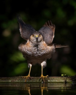Eurasian Sparrowhawk (Accipiter nisus) at waterhole, Kiskunsag National Park, Hungary