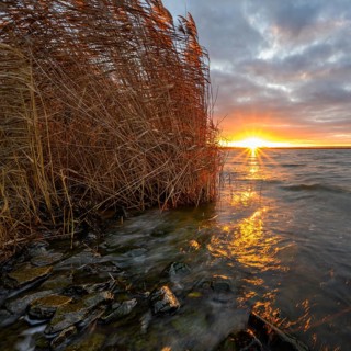 Sunrise with reeds in morning light at Dümmer See, Lower Saxony, Lembruch, Lower Saxony, Germany
