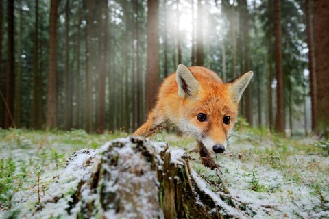 Red fox in the nature forest habitat wide angle lens picture. Animal with tree trunk with first