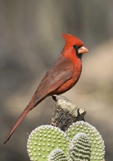 Northern Cardinal (Cardinalis cardinalis), Arizona, USA