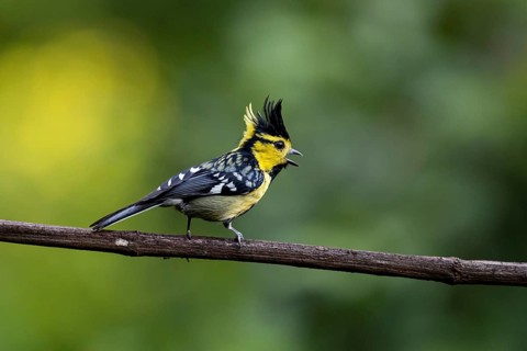 Yellow-cheeked Tit (Machlolophus spilonotus) male singing, Yunnan, China