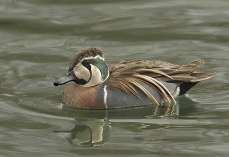Baikal Teal (Sibirionetta formosa) male, Illinois, USA
