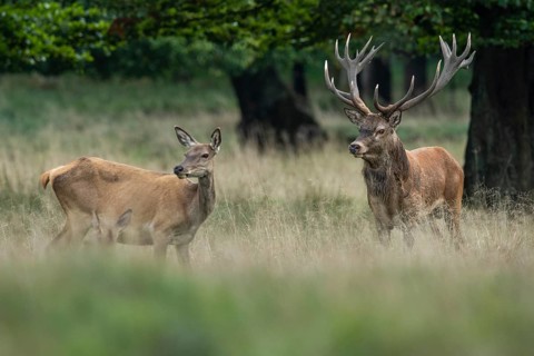 Red deer (Cervus elaphus) in rut, Klamptenborg, Copenhagen, Denmark