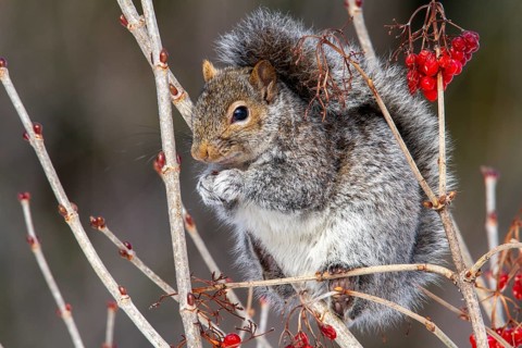 Eastern gray squirrel (sciurus carolinensis) eating fruits in a tree, Montreal botanical garden,