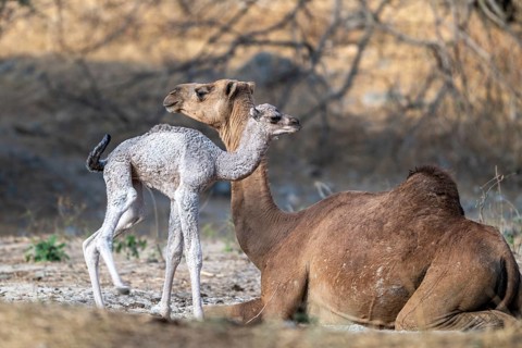 Dromedary (Camelus dromedarius), camel, young animal with mother, Oman