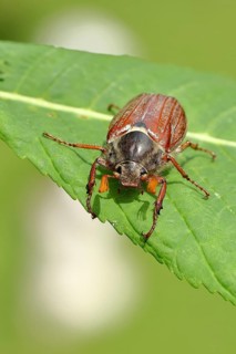 Wood cockchafer (Melolontha hippocastani), male, on a leaf of a horse chestnut (Aesculus