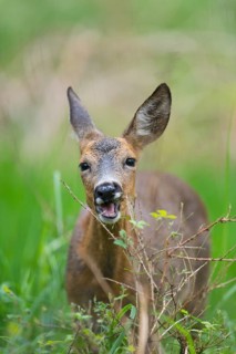 Roe Deer (Capreolus capreolus), female in forest eats leaves, game damages, Hesse, Germany