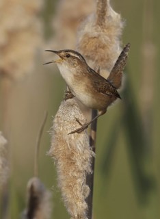 Marsh Wren (Cistothorus palustris) singing, Ohio, USA
