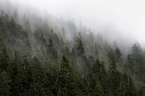 Dense forest on mountain slopes, mystical fog sweeping through the forest, Kenai Fjords National