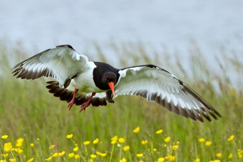 Eurasian Oystercatcher (Haematopus ostralegus) approaching, Texel, Netherlands
