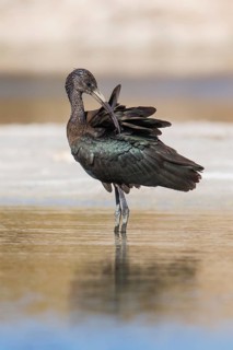 Glossy Ibis (Plegadis falcinellus) preening, Eilat, Israel