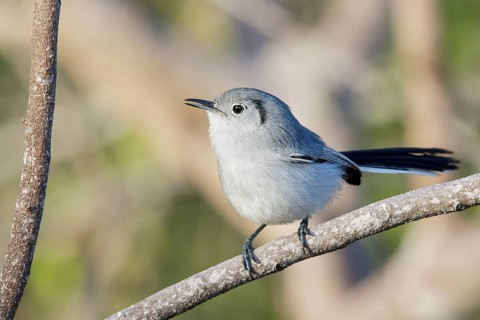 Cuban gnatcatcher (Polioptila lembeyei) perched on a branch in Cuba