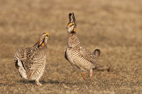Greater Prairie Chicken (Tympanuchus cupido) male, Wisconsin, USA