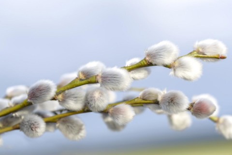 Catkin willow (Salix caprea), Saxony, Germany