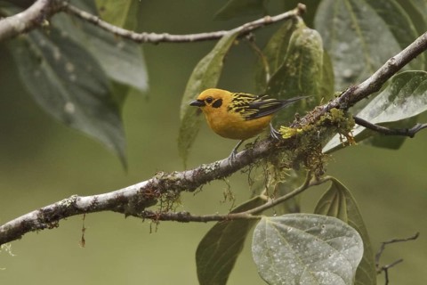 Golden Tanager (Tangara arthus), Ecuador