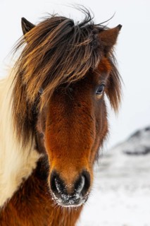Icelandic horse (Equus ferus caballus), portrait, snow, winter, Iceland, Scandinavia